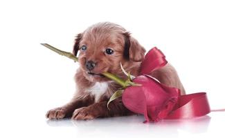 Cachorros de perro marrón divertido perrito sonriente una pata y lindo cachorro en blanco