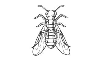 ilustración vectorial lineart de moscas sobre fondo blanco, vista superior dibujada a mano moscas boceto de insectos vector