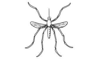 Ilustración de vector lineart de mosquito sobre fondo blanco, boceto de insecto mosquito dibujado a mano vista superior