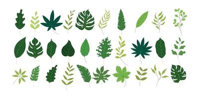 various green leaves illustration in vector graphics. the tropical foliage collection isolated on white. flat illustration for pattern, decorative element, art print, etc.
