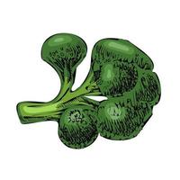 vector dibujado a mano ilustración vegetal. boceto detallado de brocoli de estilo retro. elemento de dibujo vintage para diseño de etiquetas, envases y tarjetas.