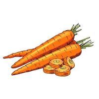 Vector hand drawn vegetable  Illustration. Detailed retro style hand-drawn sketch of some carrots. Vintage sketch element for labels, packaging and cards design.