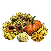 Vector hand drawn Illustration. Detailed retro style  image of pumpkins and sunflowers. Vintage sketch element for labels, packaging and cards design. Halloween and thanksgiving illustration.