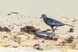 Gran pájaro grackle comiendo sargazo en la playa de México. foto
