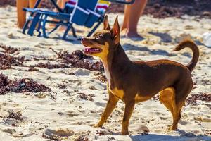 Mexican Chihuahua dog on the beach Playa del Carmen Mexico. photo