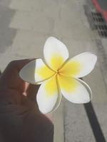 flor de plumeria blanco amarillo en la mano de la mujer. plumeria frangipani. foto