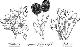 Collection of Hand Drawn Winter Flowers vector