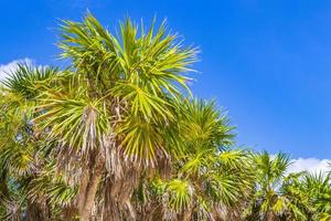Tropical beach palm trees fir trees blue sky natural Mexico. photo