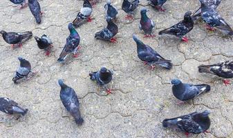 Many pigeons birds in city plaza San Jose Costa Rica. photo