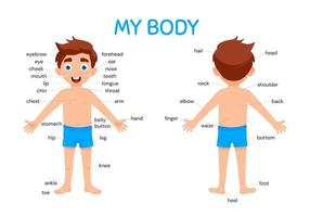 My body poster. Cute kid boy shows his body parts medical anatomy chart placard or poster flat style cartoon vector illustration.