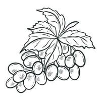 Twig grapes with leaf isolated object vector