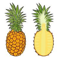 Pineapple isolated vector illustration