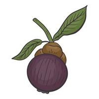 Mangosteen hand drawn vector illustration