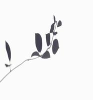 the shadow leaves in white background. realistic leaf overlay effect illustration. the light and shadow silhouette of tropical nature to decorate creative design. photo