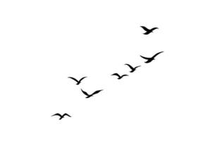 the flying birds illustration isolated on a white background. a flock of flying animals in a simple design for a decorative element and tattoo. photo