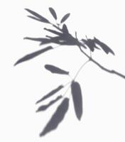 the shadow leaves in white background. realistic leaf overlay effect illustration. the light and shadow silhouette of tropical nature to decorate creative design. photo