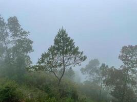 misty forest landscape view. the morning nuance in the forest is freezing yet looks peaceful. the enjoyable place to escape. photo