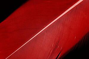 the details of a single red feather on black. the plumage texture in red for any creative design element. photo