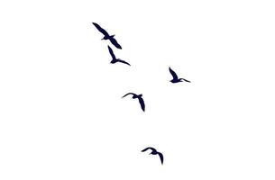 the flying birds illustration isolated on a white background. a flock of flying animals in a simple design for a decorative element and tattoo. photo