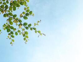 green foliage against the clear sky. the freshness leaves for background, copy space, and any nature creative design. photo