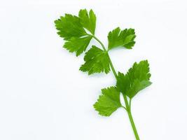 apio aislado sobre fondo blanco. apio verde que se parece al perejil y la hoja de cilantro. hojas de hierbas para adornar y como ingrediente para platos. foto