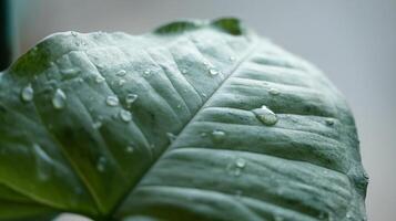 a close up green leaf with water drops falling on it,which makes it look fresh. photo