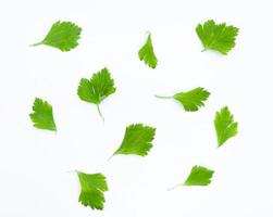 celery isolated on white background. green celery that looks similar to parsley and coriander leaf. herb leaves for garnish and dish ingredient.