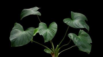 Hoja de alocasia, planta casera verdosa aislada sobre fondo negro. colección botánica de plantas silvestres y de jardín. hermosos objetos de plantas. foto