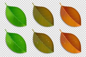 realistic leaf for element design vector
