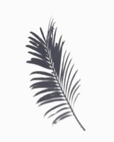 the shadow of palm leaves in white background. realistic leaf overlay effect illustration. the light and shadow silhouette of tropical nature to decorate creative design. photo