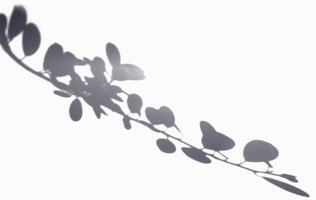 the shadow dollar leaves in white background. realistic leaf overlay effect illustration. the light and shadow silhouette of nature to decorate creative design. photo