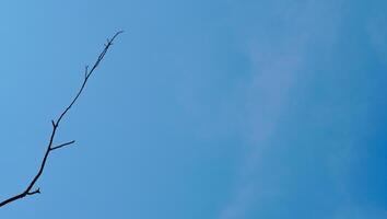 dry tree with a blue sky. it's like a dead branch in the wintertime. beautiful scenery of the season, the dry tree. photo