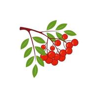 A sprig of red mountain ash isolated on a white background. Vector berry illustration.