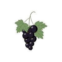 A sprig of currant on a white background. Currant leaf for tea. Vector illustration of berries.