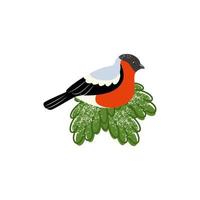 Bullfinch sitting on a spruce branch. Vector illustration of a bird.