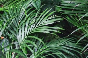 Areca palm leaves, tropical plant in ornamental garden photo