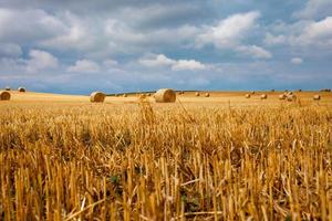 bales of dry straw in the field after harvest photo