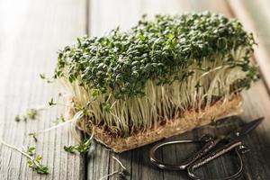 Garden cress, young plants. photo