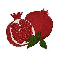 Fruit garnet pomegranate in hand drawn sketch colored style. Engrave design big conceptual collection. Vector isolated illustration