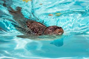 Harbor seal. Mammal and mammals. Water world and fauna. Wildlife and zoology. photo