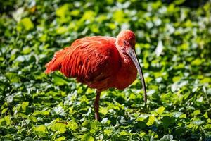 Scarlet ibis. Bird and birds. Water world and fauna. Wildlife and zoology. photo