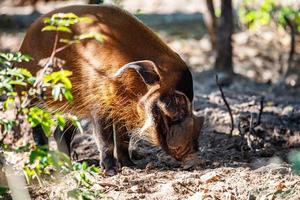 Red river hog. Mammal and mammals. Land world and fauna. Wildlife and zoology. photo