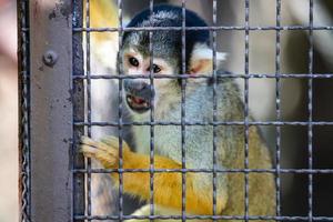 Bolivian Squirrel Monkey. Mammal and mammals. Land world and fauna. Wildlife and zoology. photo