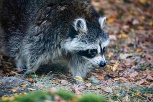 Raccoon. Mammal and mammals. Land world and fauna. Wildlife and zoology. photo