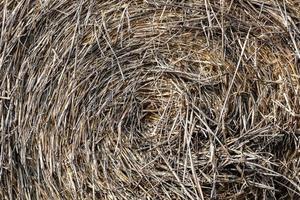 Straw bale surface texture. Abstract plant backdrop. Natural effect pattern. Textured agriculture theme. photo