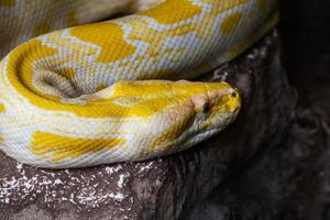 Burmese python snake. Reptile and reptiles. Amphibian and Amphibians. Tropical fauna. Wildlife and zoology. photo