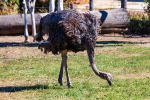 Ostrich. Bird and birds. Water world and fauna. Wildlife and zoology. photo
