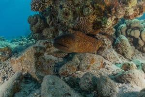 Morena mooray lycodontis undulatus en el mar rojo, eilat israel foto