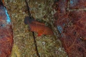 peces nadan en el mar rojo, peces de colores, eilat israel foto