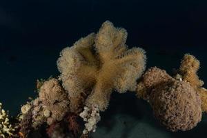 Coral reef and water plants in the Red Sea, Eilat Israel photo